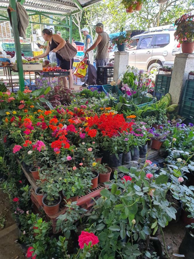 Turrialba Bed & Breakfast Екстер'єр фото